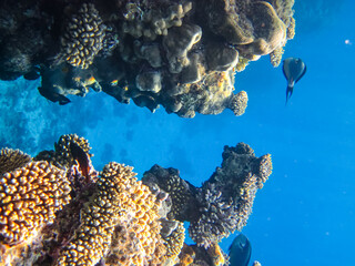 Beautiful inhabitants of the coral reef in the Red Sea