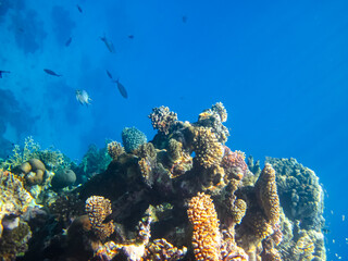 Beautiful inhabitants of the coral reef in the Red Sea