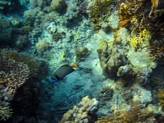 Beautiful inhabitants of the coral reef in the Red Sea