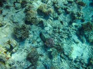 Obraz na płótnie Canvas Beautiful inhabitants of the coral reef in the Red Sea