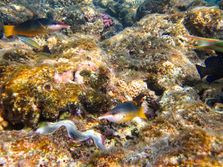 Beautiful inhabitants of the coral reef in the Red Sea