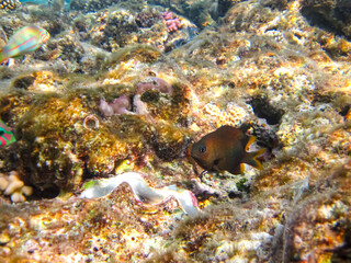Beautiful inhabitants of the coral reef in the Red Sea