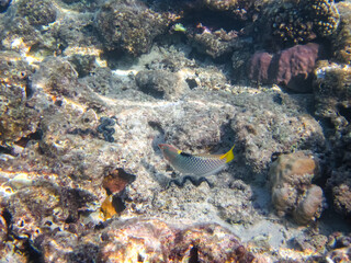 Beautiful inhabitants of the coral reef in the Red Sea