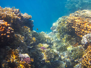 Beautiful inhabitants of the coral reef in the Red Sea