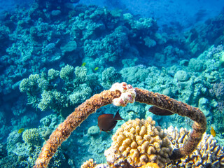 Beautiful inhabitants of the coral reef in the Red Sea