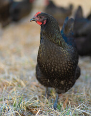 Beautiful black chicken hen