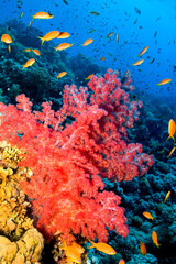Multi-branched Coral Trees, Soft Coral, Reef Building Corals, Coral Reef, Red Sea, Egypt, Africa © Al Carrera
