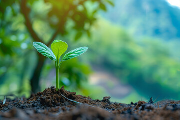 Plant in the ground. New growth.