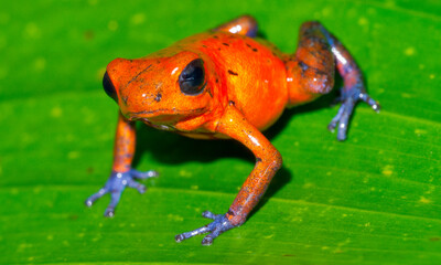 Dart Poison Frog, Blue Jeans, Oophaga pumilio, Dendrobates pumilio, Tropical Rainforest, Boca Tapada, Alajuela Province, Costa Rica, America