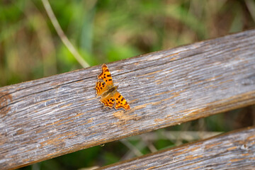 Polygonia c-album butterfly sitting on brown wood