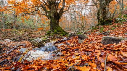 Stream Beech Forest, Hayedo de la Pedrosa Natural Protected Area, Beech Forest Autumn Season, Fagus...