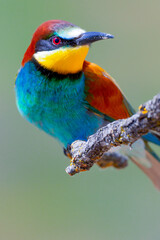 Bee-eater, Merops apiaster, Mediterranean Forest, Castilla y Leon, Spain, Europe