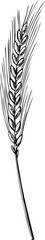 Hand-drawn wheat sketch. Cereals drawing