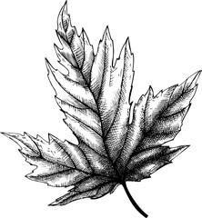 Fallen leaf drawing. Autumn plant vector sketch. Hand-drawn botanical design element. Fall nature illustration - 773020666