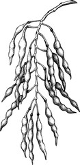 Pagoda tree beans drawing. Autumn plant vector sketch. Hand-drawn botanical design element. Fall nature illustration