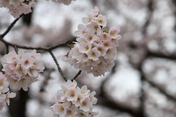 春の公園に咲くソ薄桃色のソメイヨシノの桜の花