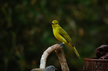 Yellow-browed bulbul or Acritillas indica, or golden-browed bulbul observed in bird hide at Dandeli in Karnataka, India