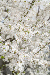 white cherry blossom