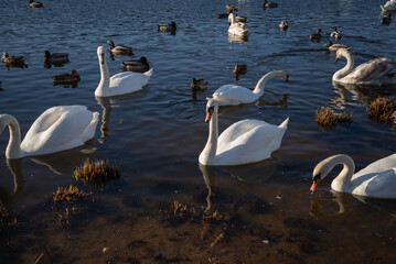 swans on the lake