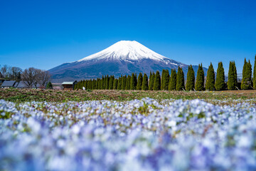 富士山とネモフィラ 春の山中湖旅行