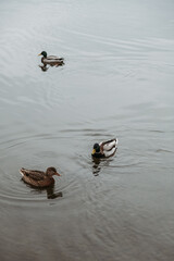 ducks on the lake
