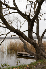 tree on the lake