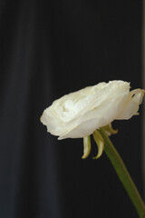 macro of a caterpillar