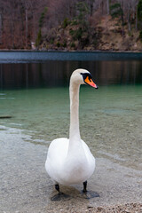 Ein Schwan auf dem Alpsee bei Füssen