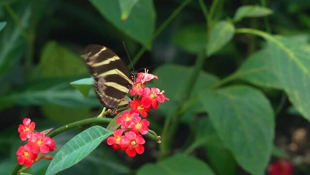 Close up of a zebra longwing butterfly moving around a flower on a sunny day in slow motion.	
