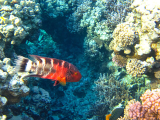 Coral reef ecosystem in the Red Sea