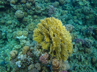 Coral reef ecosystem in the Red Sea