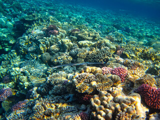Naklejka na ściany i meble Coral reef ecosystem in the Red Sea
