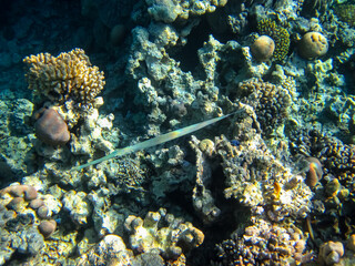 Coral reef ecosystem in the Red Sea