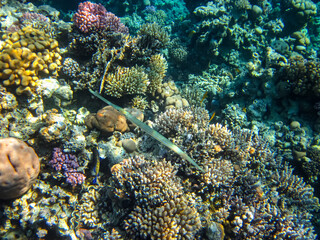Coral reef ecosystem in the Red Sea