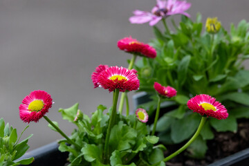 Bellis perennis is a genus of flowering plants in the daisy family. © Karina