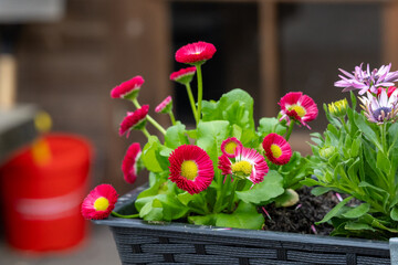 Bellis perennis is a genus of flowering plants in the daisy family. © Karina