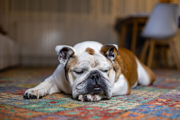 english bulldog portrait