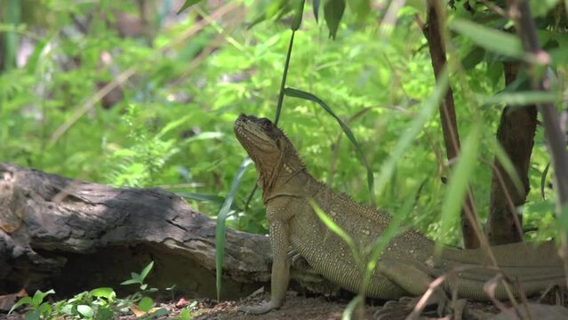 close up of soa-soa or sailfin water lizard (Hydrosaurus pustulatus) hiding in the tree. this lizard is commonly seen in southeast asia country