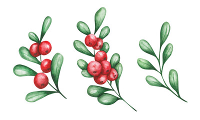 Watercolor set of illustrations. Hand painted branches with ripe red berries, green leaves. Cranberry, cowberry, lingonberry. Evergreen shrub. Harvest. Isolated food clip art. Thanksgiving food