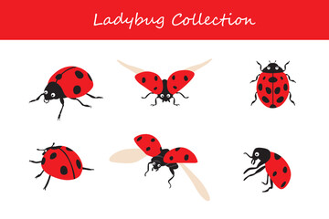 Set of ladybugs. Isolated vector illustration on white background.