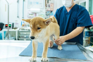 A veterinarian is examining the muscles and bones of a Shiba inu puppy.