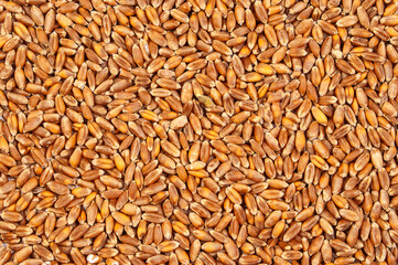 Texture background of wheat seeds. Food background.