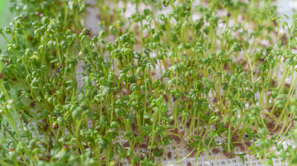 A close up of a bunch of green sprouts. The sprouts are small and green, and they are growing in a container.