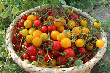 収穫したミニトマト