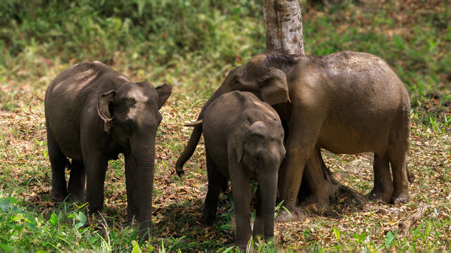 Beautiful Asian elephant images from Periyar Tiger Reserve, Western ghats