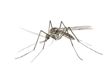 Lone Mosquito Standing Out On Transparent Background.