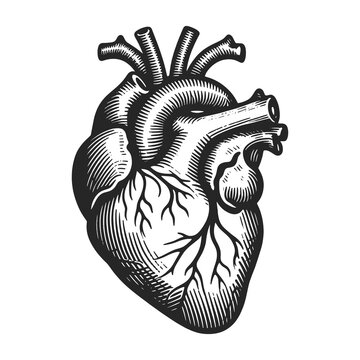 anatomical heart, depicted in an engraved style. Sketch engraving generative ai raster illustration. Scratch board imitation. Black and white image.