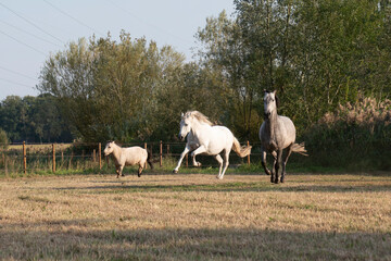beautiful herd of three horses running and having fun in paddock paradise 