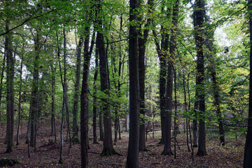 Fototapeta premium Baum, Wald, Laubwald, Buche, Eiche, Mystik, Blätter, Bäume, Bayern, Holz, Stamm