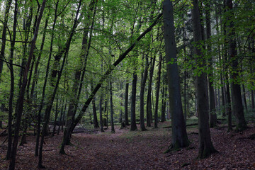 Baum, Wald, Laubwald, Buche, Eiche, Mystik, Blätter, Bäume, Bayern, Holz, Stamm